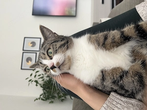 Der liebevoller Kater sucht neues Zuhause 