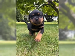 Wunderschöne Rottweiler Welpen!!