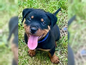 Charming Rottweiler Welpen!
