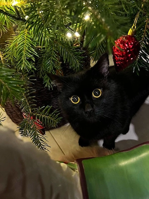 Süße BKH  Kitten suchen neue zu Hause  Bild 10