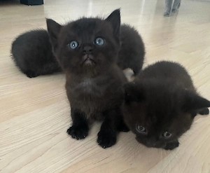 Britisch Kurzhaar Kitten zu verkaufen 