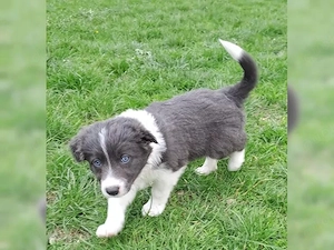 Reinrassige Border Collie Welpen!