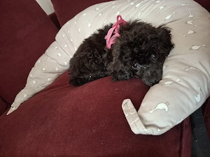 Toypudel Hündin asiatischer toy pudel 4 Monate sehr schön,brav,fast stubenrein,mit Zubehör abzugeben