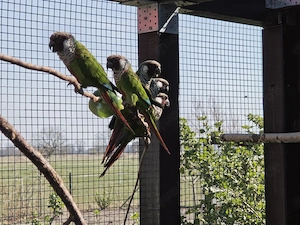 Salvadori Weißohrsittiche