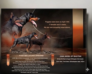 Königs Dobermann Welpen 