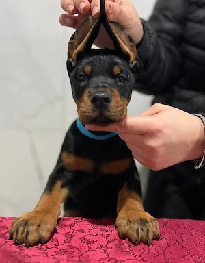Königs Dobermann Welpen 