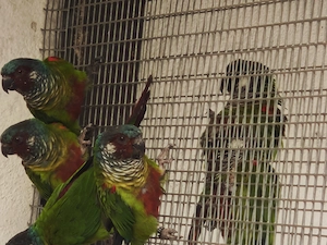 Emmas Weißohrsittiche