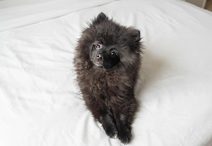 Zwergspitz Pomeranian Welpe