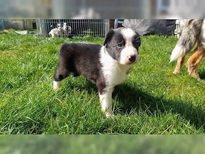 Zuckersüßen Border Collie Welpen!!