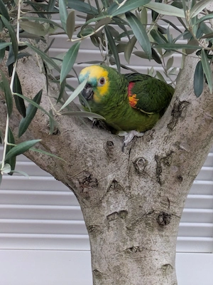 Suche zahmen Amazonen Hahn