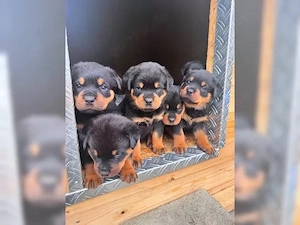 Typvolle Rottweiler Welpen!!