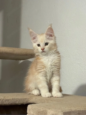 Maine Coon Kitten reinrassig mit Stammbaum