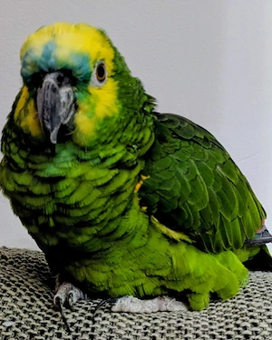 Suchen handzahmen Amazonen Papageien Hahn