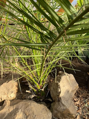 Phoenixpalme - Phoenix canariensis - Kanarische Dattelpalme 2,50m