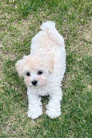 Flauschige kleine Bichon Welpen - abgabebereit