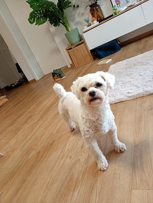 Hund  3 Jahre    Sie   