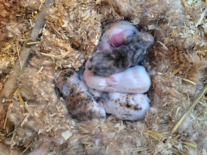 Hasenbabys bunt Abgabe 9 Juni