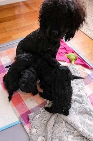 pudel welpen  Bild 4