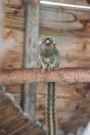 Weissbüschelaffe sucht neue Gruppe 
