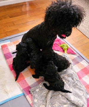 pudel welpen  Bild 5