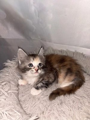 Maine Coon Reinrassig mit Stammbaum  Bild 13