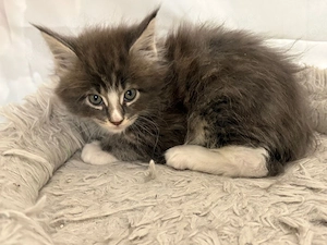Maine Coon Reinrassig mit Stammbaum  Bild 4