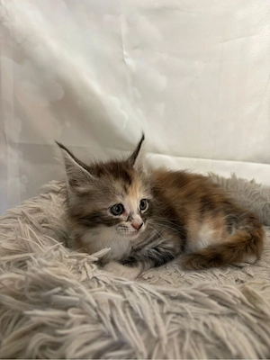 Maine Coon Reinrassig mit Stammbaum  Bild 8