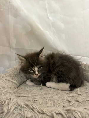 Maine Coon Reinrassig mit Stammbaum  Bild 9