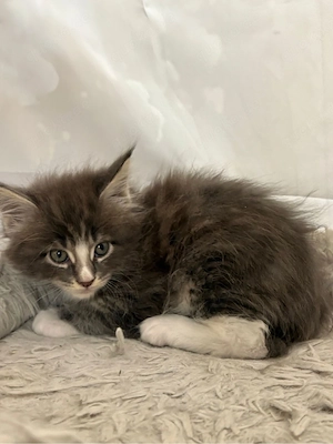 Maine Coon Reinrassig mit Stammbaum  Bild 5