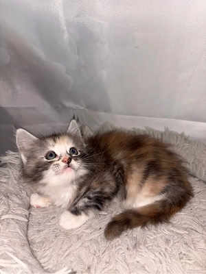 Maine Coon Reinrassig mit Stammbaum  Bild 11