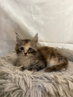 Maine Coon Reinrassig mit Stammbaum  Bild 6