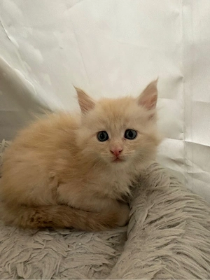Maine Coon Reinrassig mit Stammbaum  Bild 12
