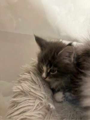Maine Coon Reinrassig mit Stammbaum  Bild 7