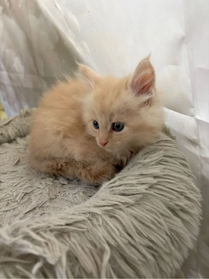 Maine Coon Reinrassig mit Stammbaum  Bild 10