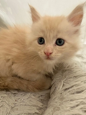 Maine Coon Reinrassig mit Stammbaum  Bild 14