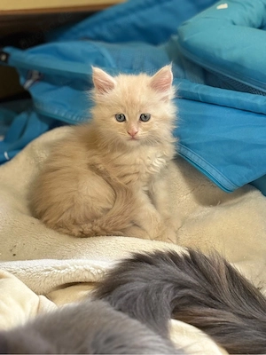 Maine Coon Reinrassig mit Stammbaum  Bild 16
