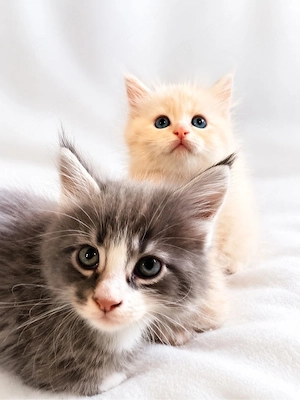 Maine Coon Reinrassig mit Stammbaum  Bild 18