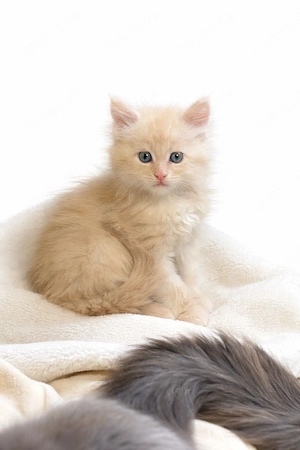 Maine Coone Reinrassig mit Stammbaum H-Wurf