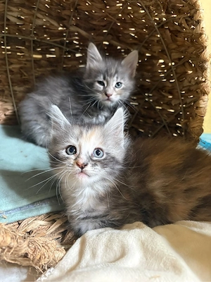 Maine Coon Reinrassig mit Stammbaum  Bild 20