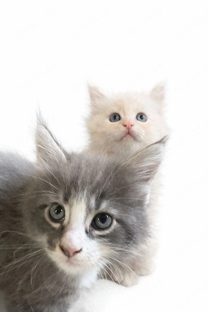 Maine Coon Reinrassig mit Stammbaum  Bild 15