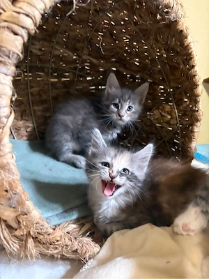 Maine Coon Reinrassig mit Stammbaum  Bild 19