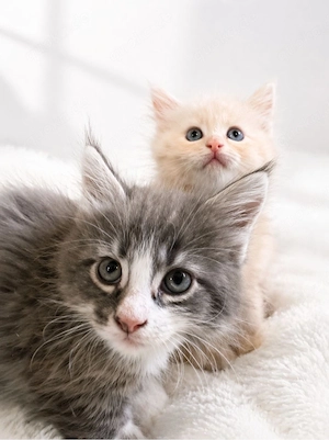 Maine Coon Reinrassig mit Stammbaum  Bild 17