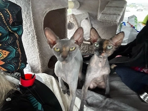 Sphynx Schwestern suchen ihr Für-immer-Zuhause 