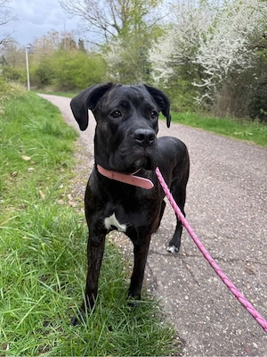 Cane Corso Weibchen sucht liebevolles Zuhause