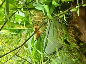 beta fisch mit freunden