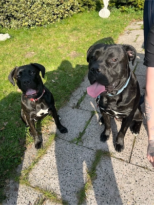 Cane Corso Weibchen sucht liebevolles Zuhause