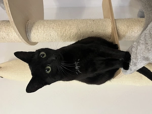 Katzen, die kostenlos abgegeben werden