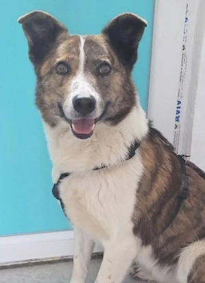 MIKKEL, freundlich, anhänglich und verspielt