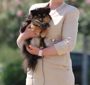 2 jährige Zwergspitz Hündin 