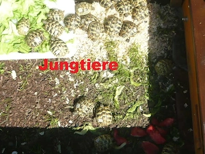 Griechische Landschildkröten